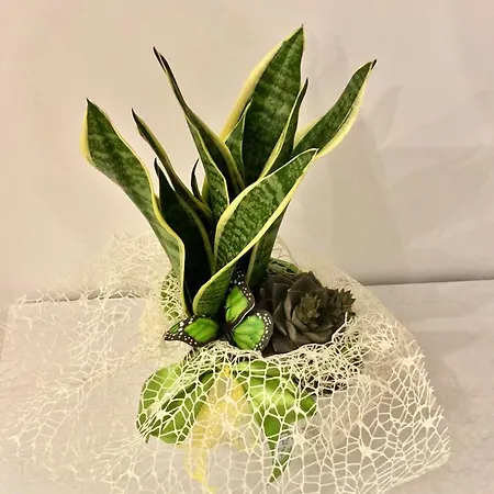 Sant'agostino 3* Giovinazzo